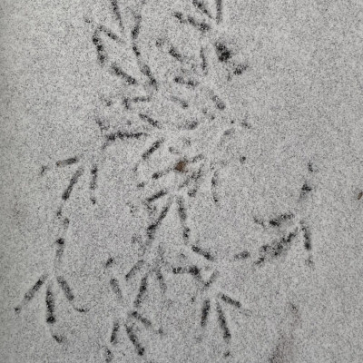 Spuren im Schnee Spuren im Schnee